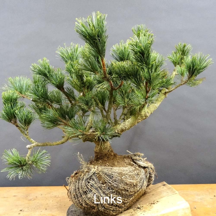 Blaue Mädchenkiefer - Pinus parvifolia 'Glauca' B5