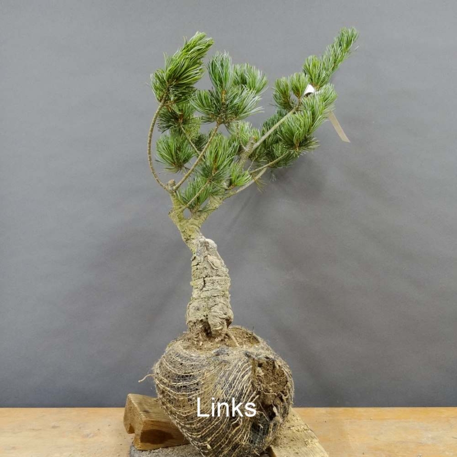 Blaue Mädchenkiefer - Pinus parvifolia 'Glauca' B7