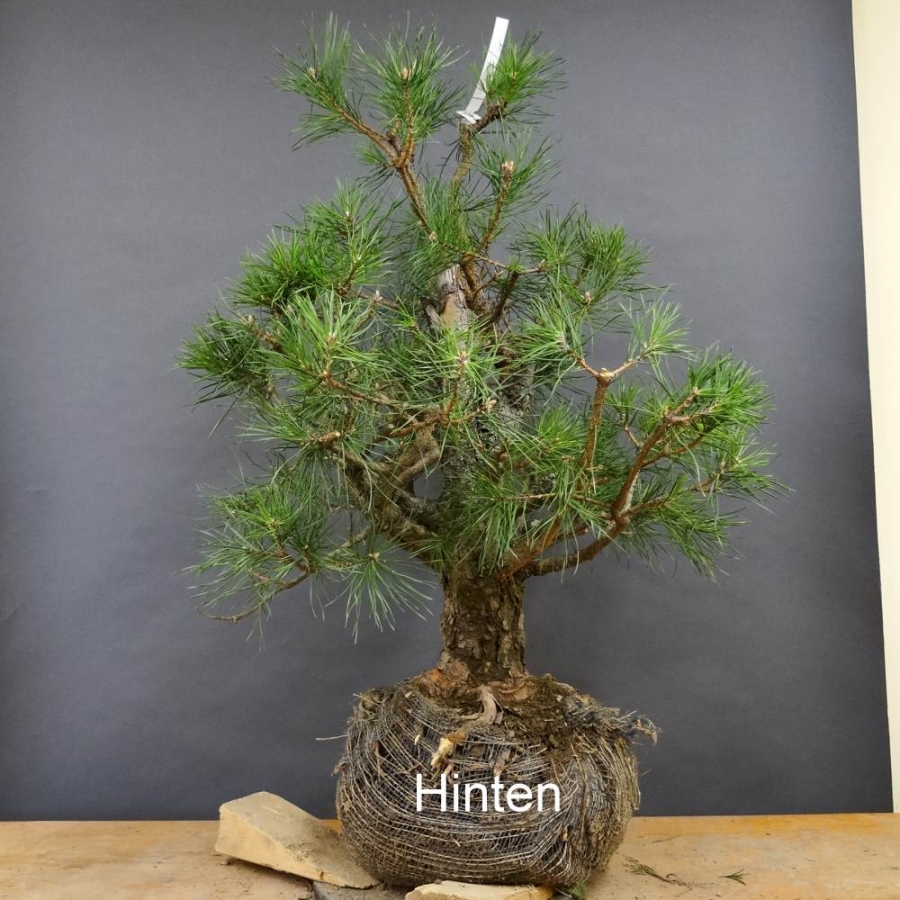 Bonsai, Pinus sylvestris