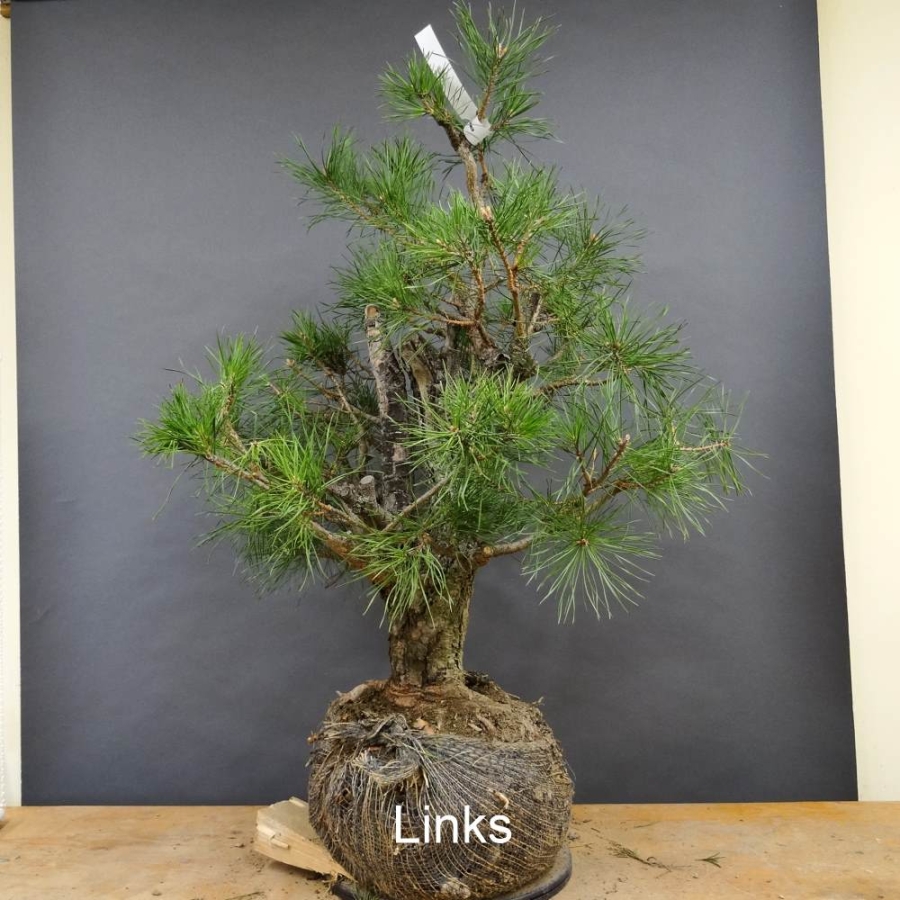 Bonsai, Pinus sylvestris