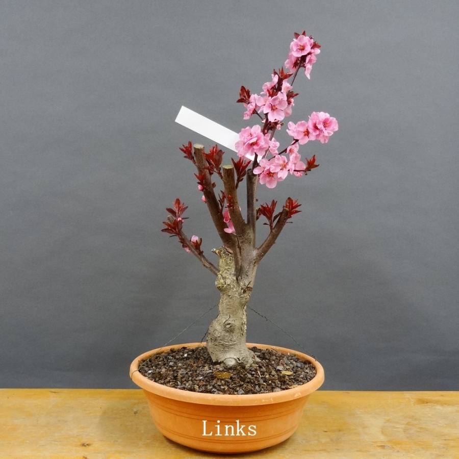Prunus persica, Spring Glory, Zierpfirsisch