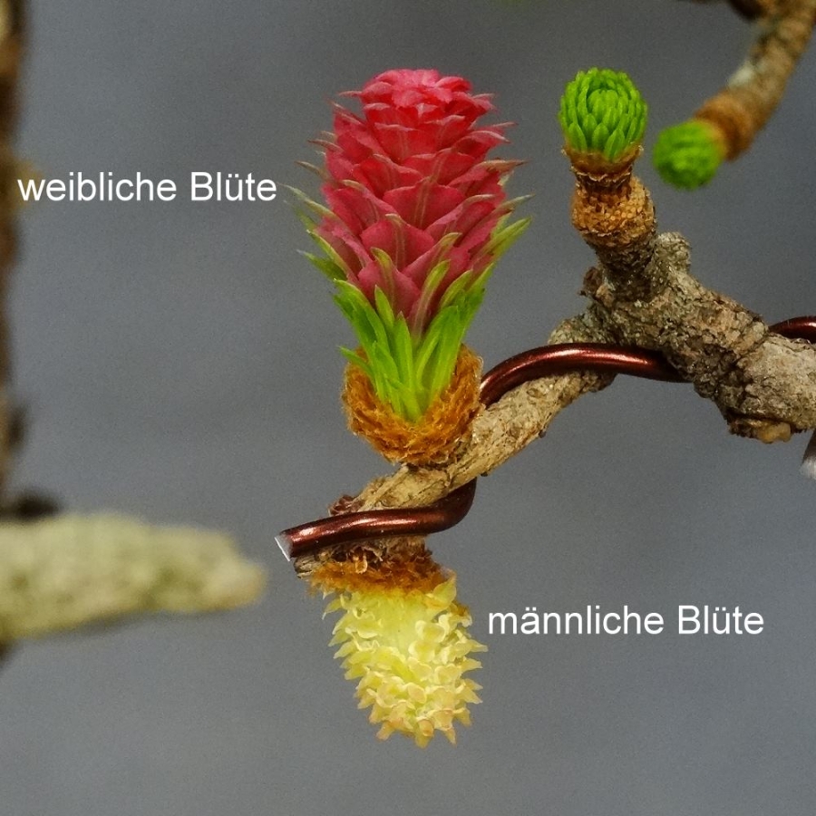 Laerche Blüten
