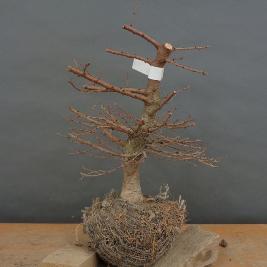 Larix, Lärche, Bonsai