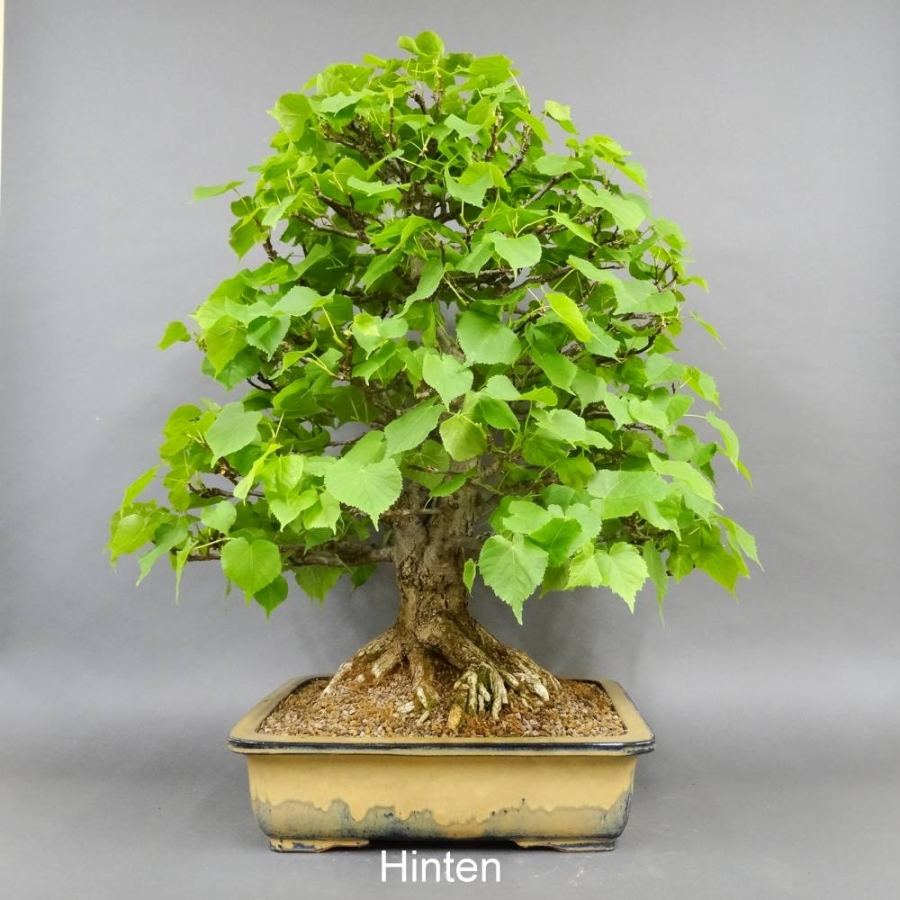 Bonsai, Linde
