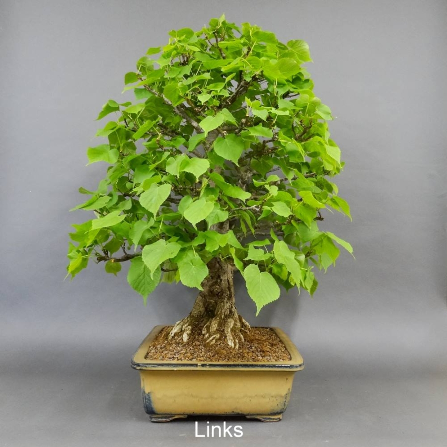 Bonsai, Linde