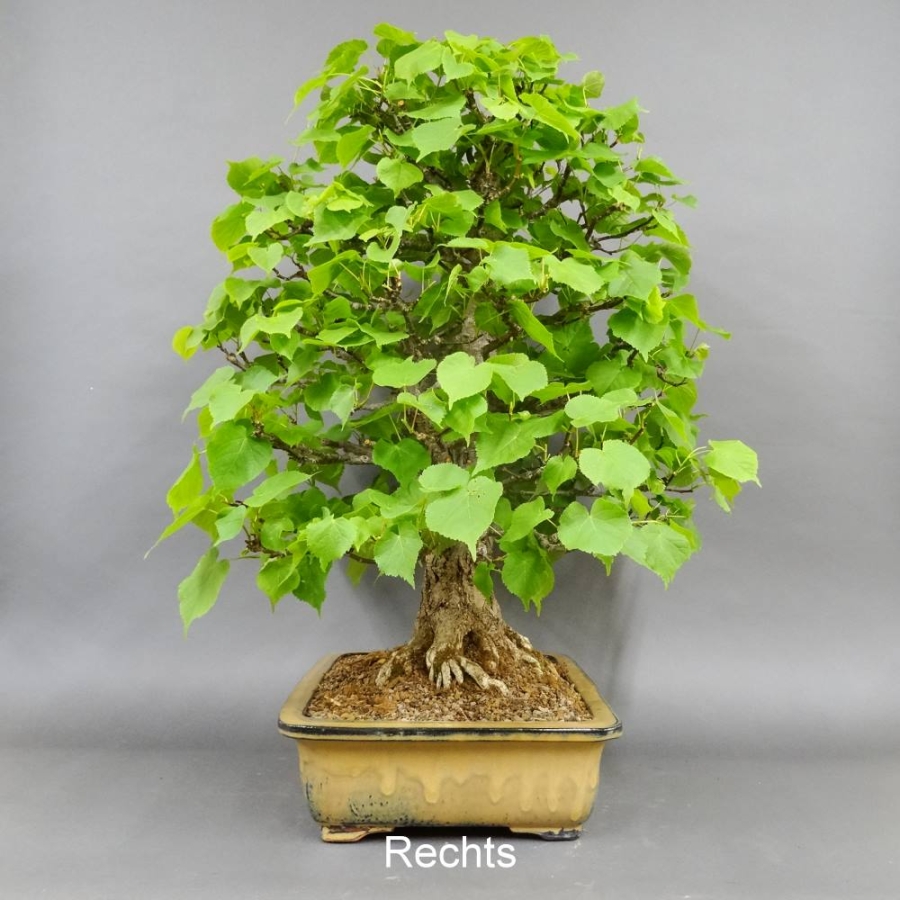 Bonsai, Linde