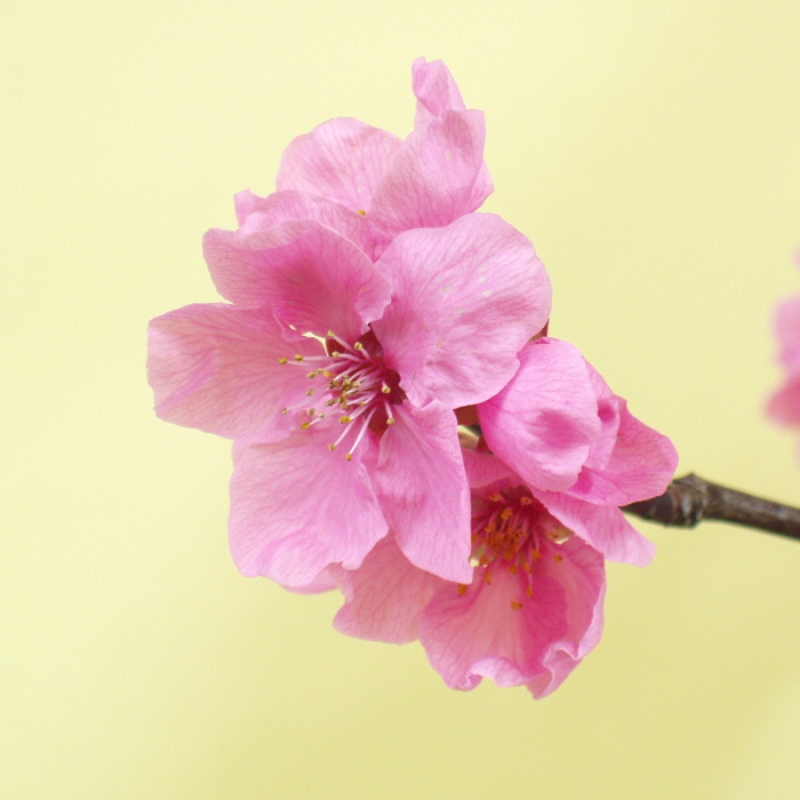 Prunus persica, Spring Glory, Zierpfirsisch, Bluete