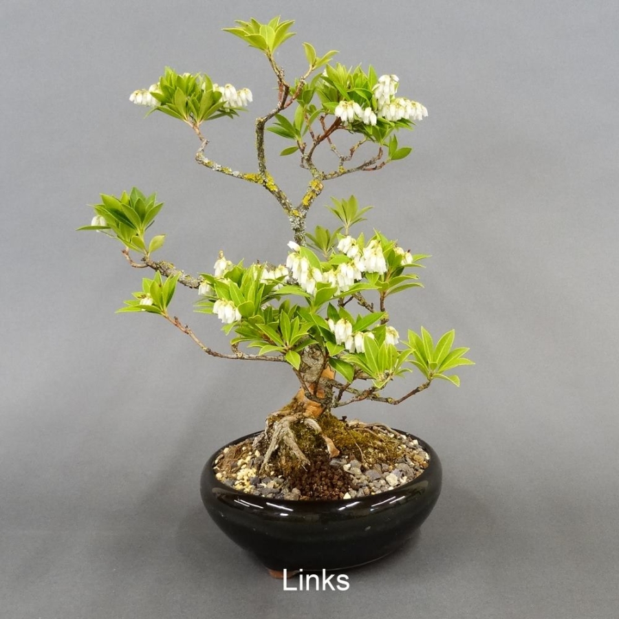 Satsuki, Azalee, Bonsai