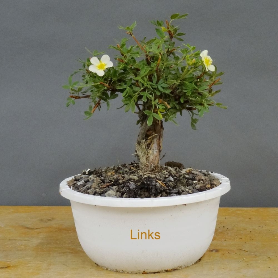 Potentilla, Fingerstrauch, Bonsai