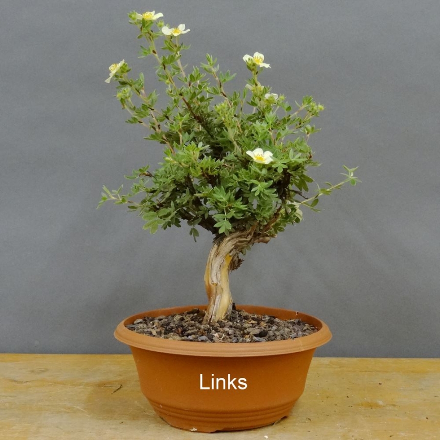 Potentilla, Fingerstrauch, Bonsai