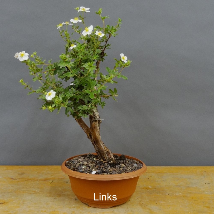 Potentilla, Fingerstrauch, Bonsai