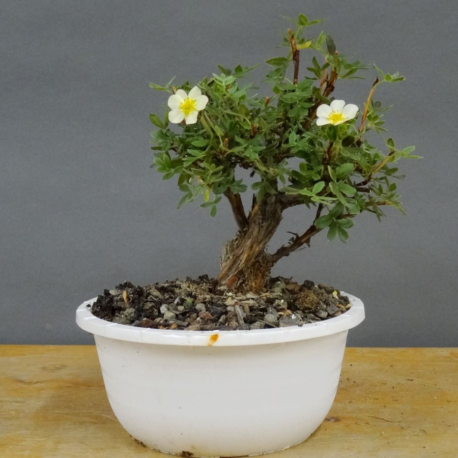 Potentilla, Fingerstrauch, Bonsai