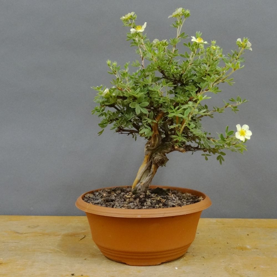 Potentilla, Fingerstrauch, Bonsai