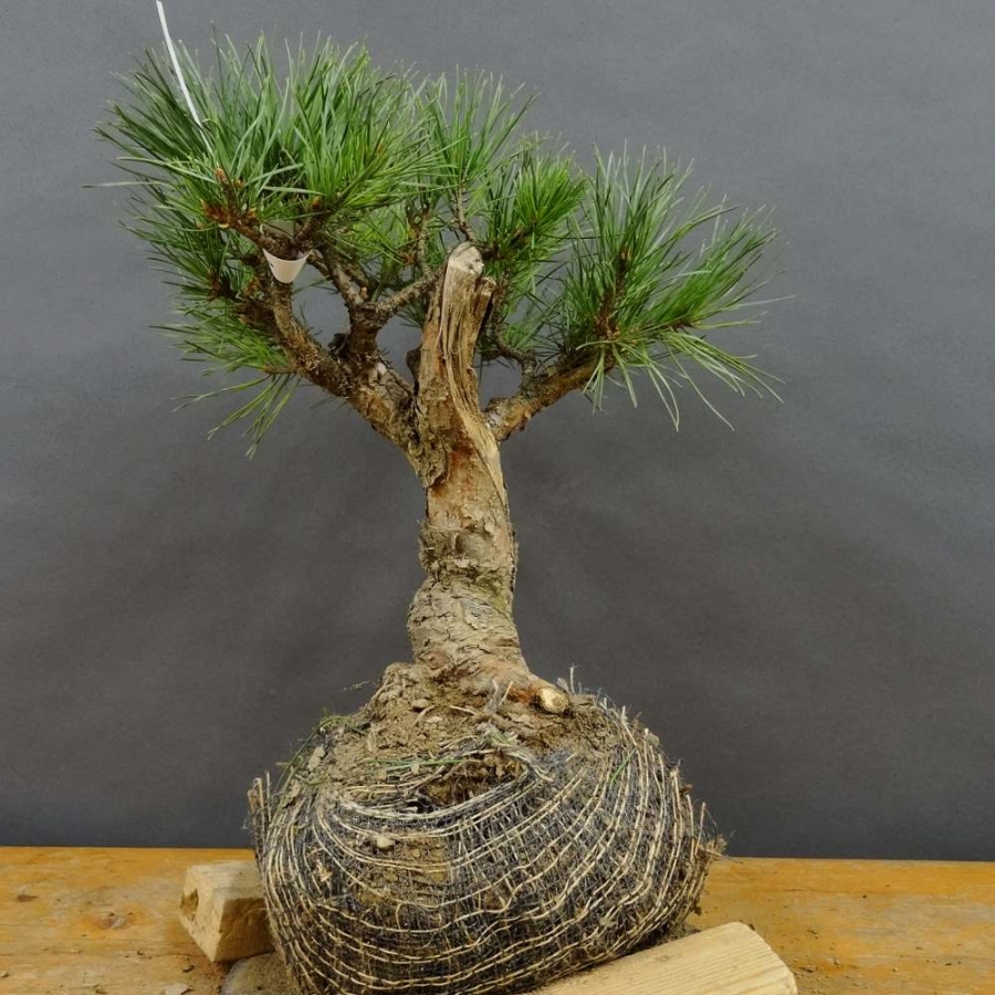 Pinus sylvestris Silberkiefer