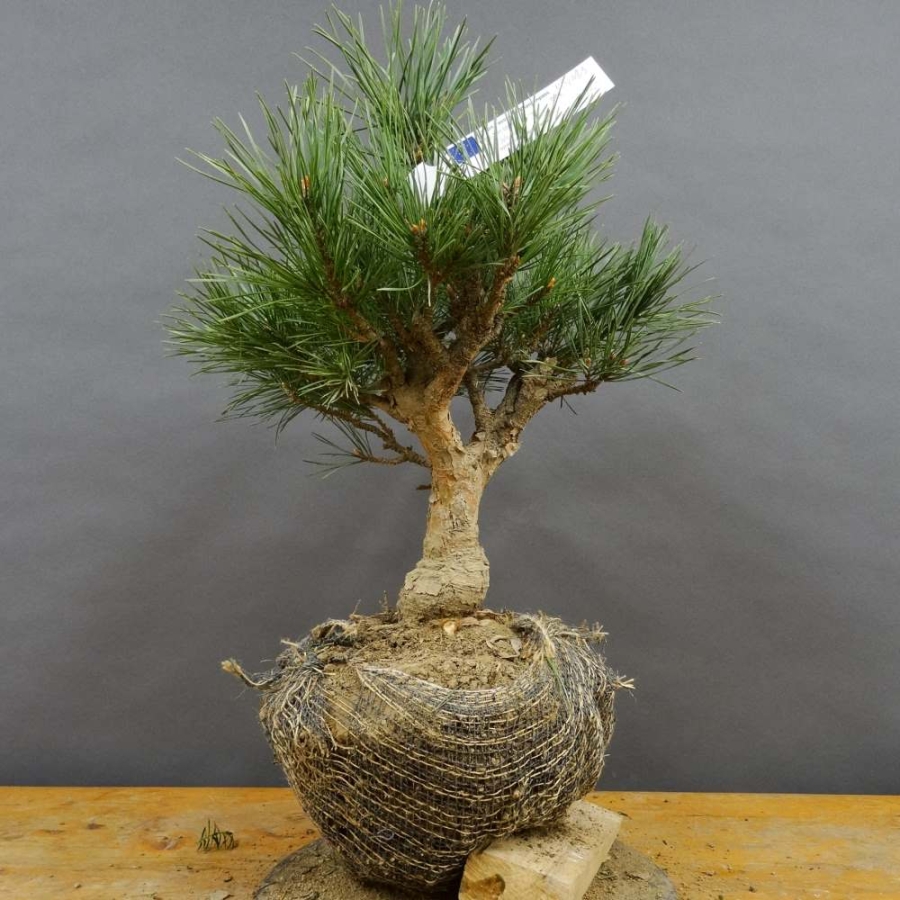 Pinus sylvestris Silberkiefer