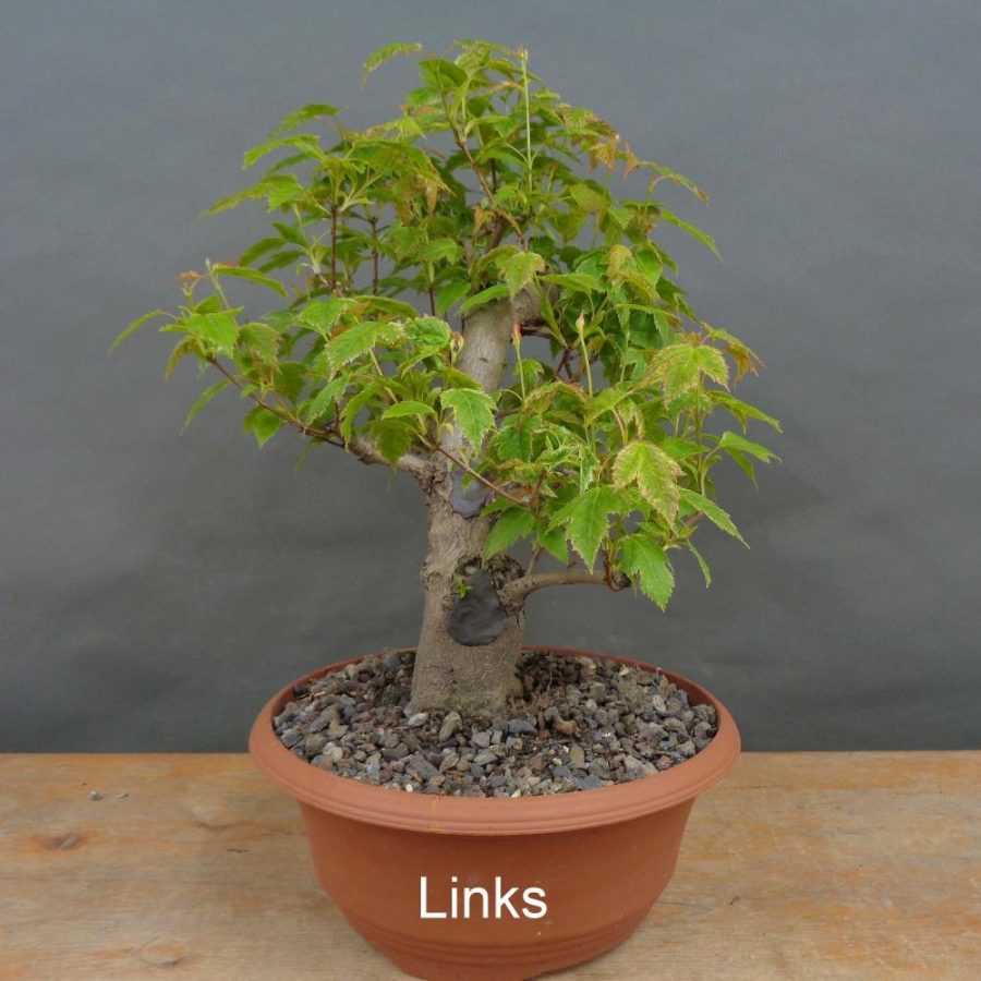 Pre-Bonsai, Acer ginnala, Feuerahorn