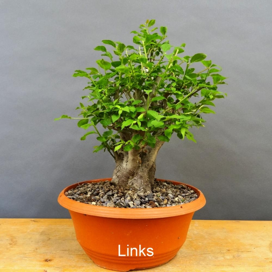 Prunus cerasifera, Mirabelle