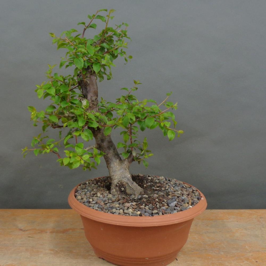 Prunus cerasifera, Mirabelle