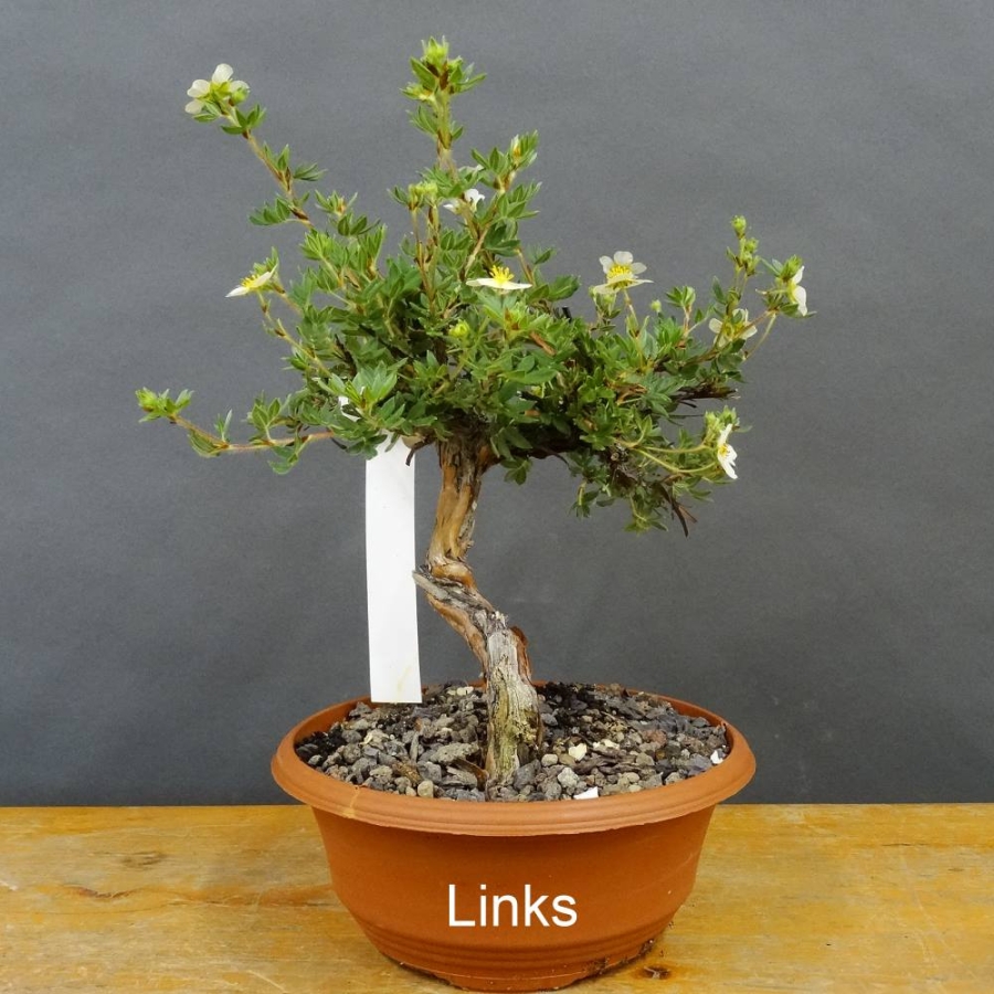 Potentilla, Fingerstrauch, Bonsai