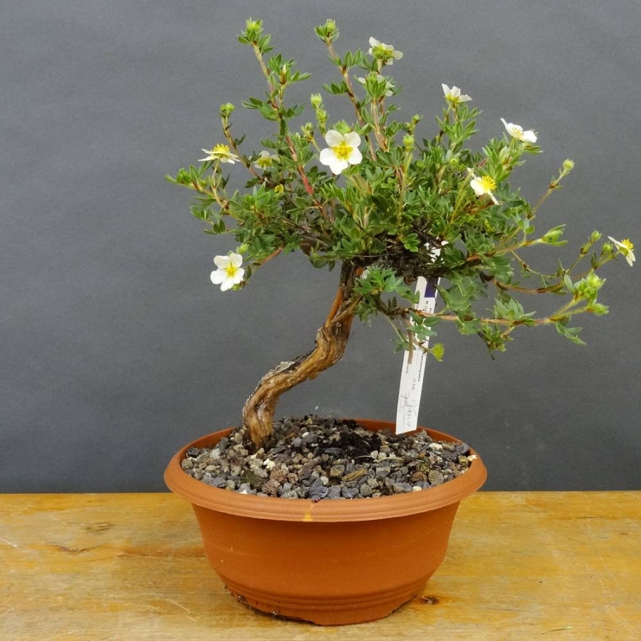 Potentilla, Fingerstrauch, Bonsai