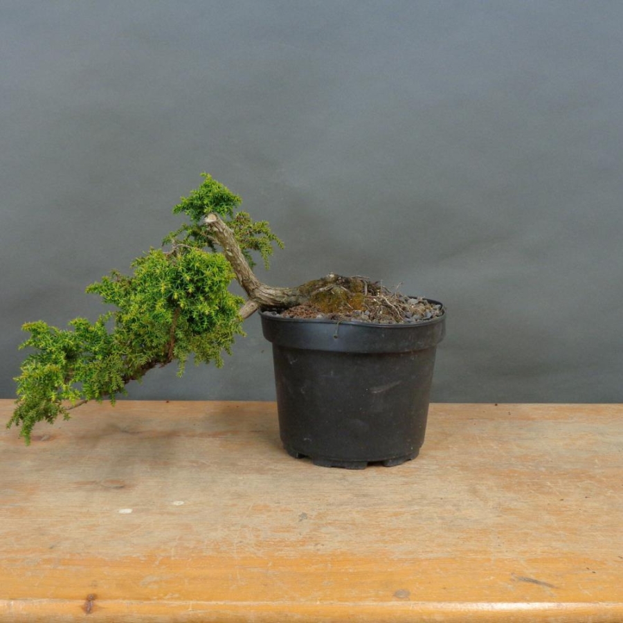 Pre-Bonsai,  Cryptomeria