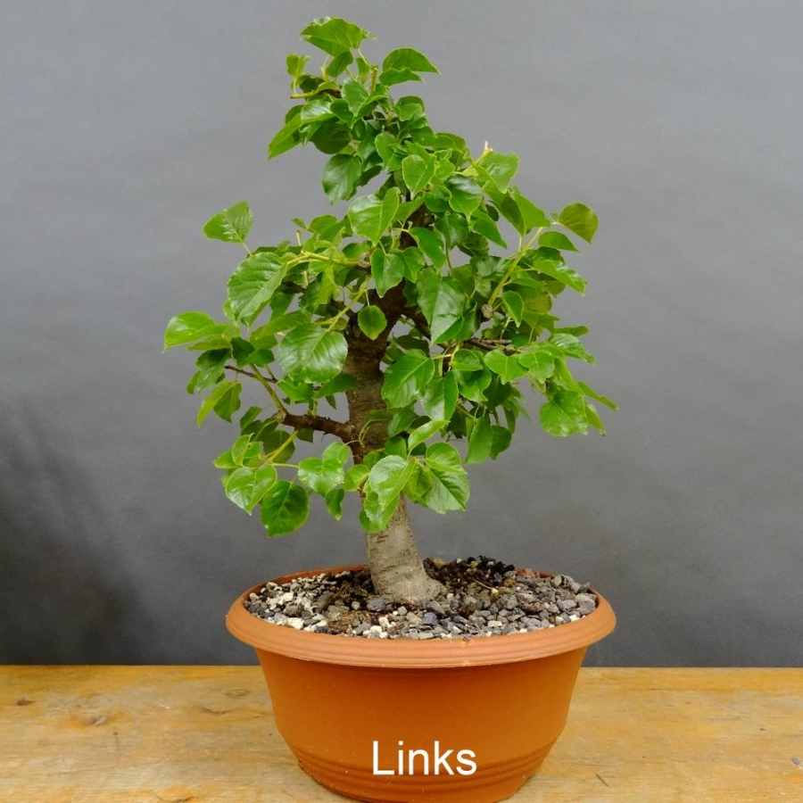 Prunus mahaleb, Steinweichsel, Bonsai