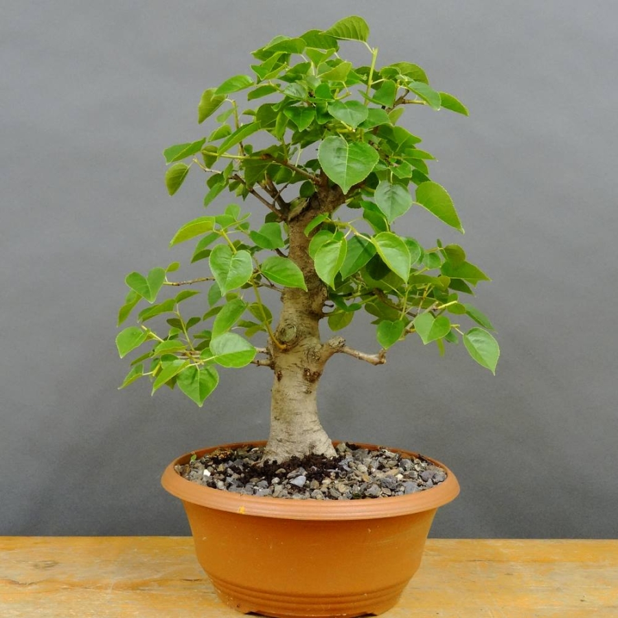 Prunus mahaleb, Steinweichsel, Bonsai
