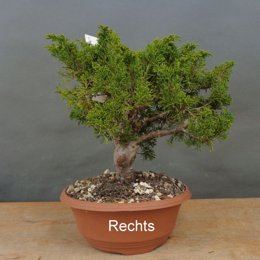 Bonsai Juniperus chinensis Itoigawa