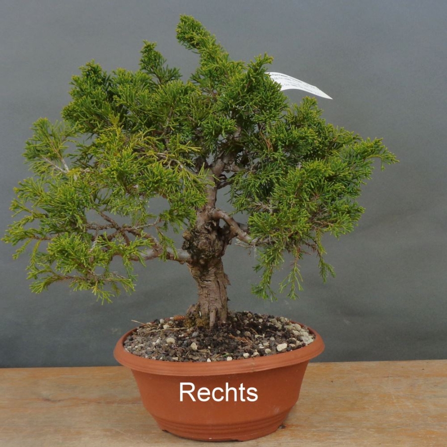 Bonsai Juniperus chinensis Itoigawa