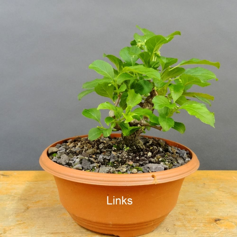 Pre-Bonsai, Celastrus, Baumwürger