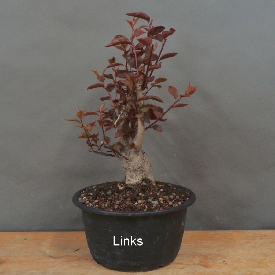 Prunus, cerasifera, Nigra, Blutpflaume