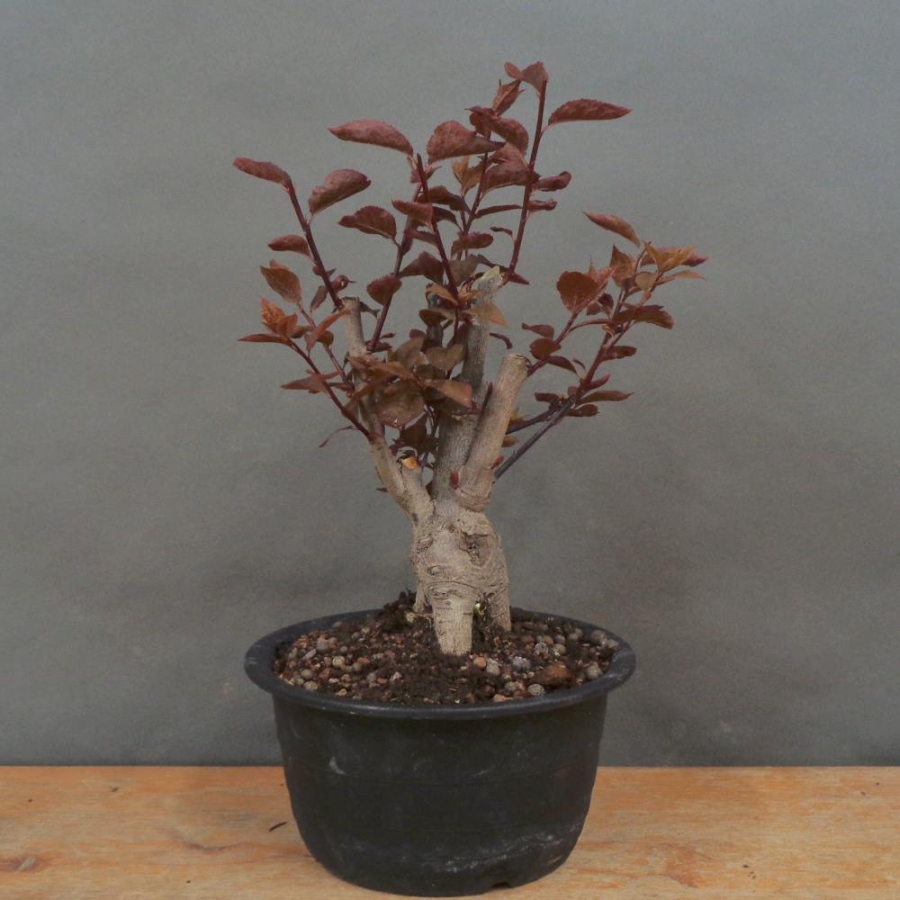 Prunus, cerasifera, Nigra, Blutpflaume, Bonsai