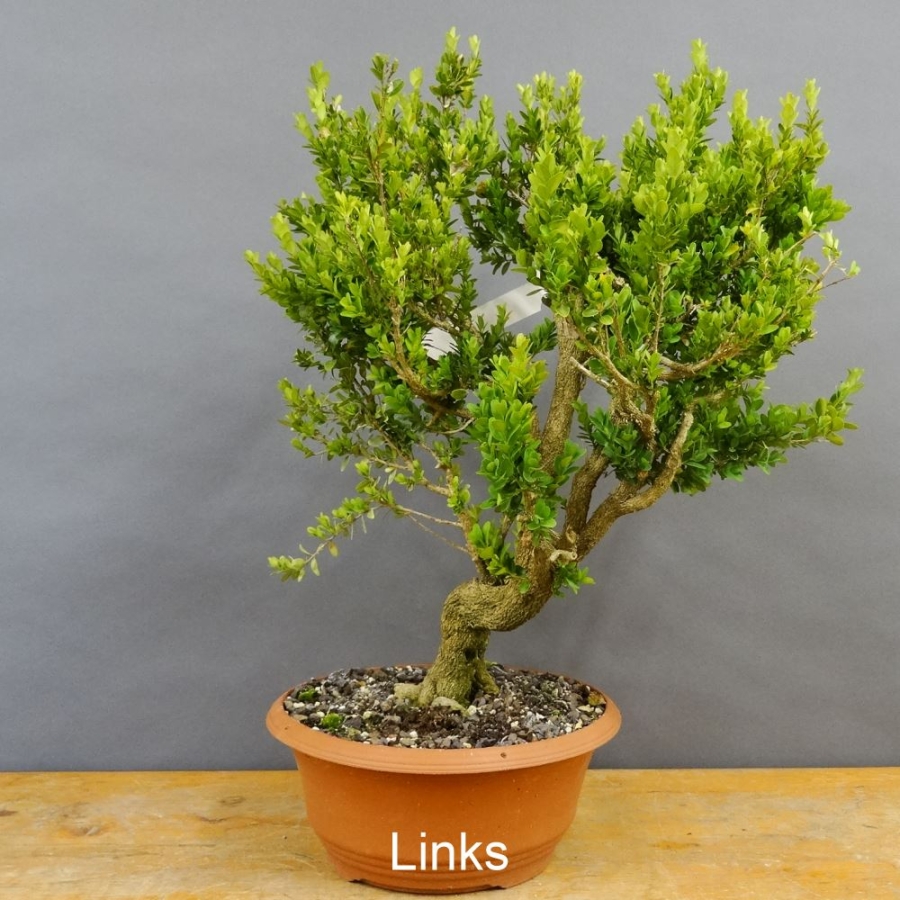 Pre-Bonsai, Buxus sempervirens, Buchsbaum