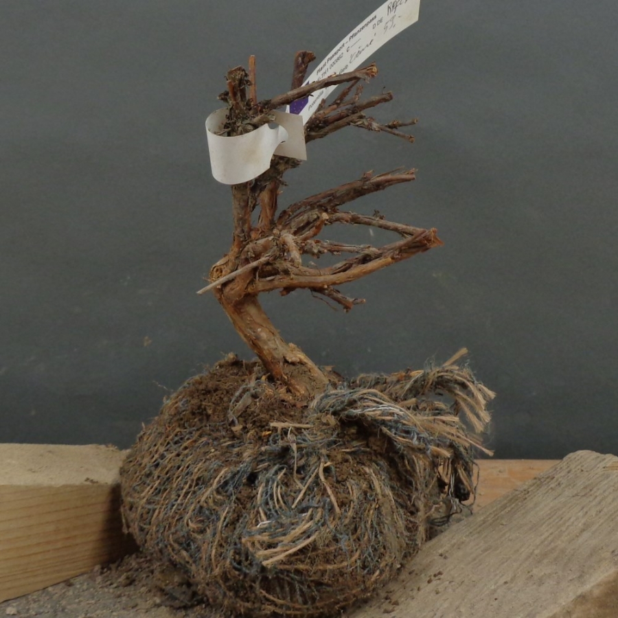 Potentilla, Fingerstrauch, Bonsai