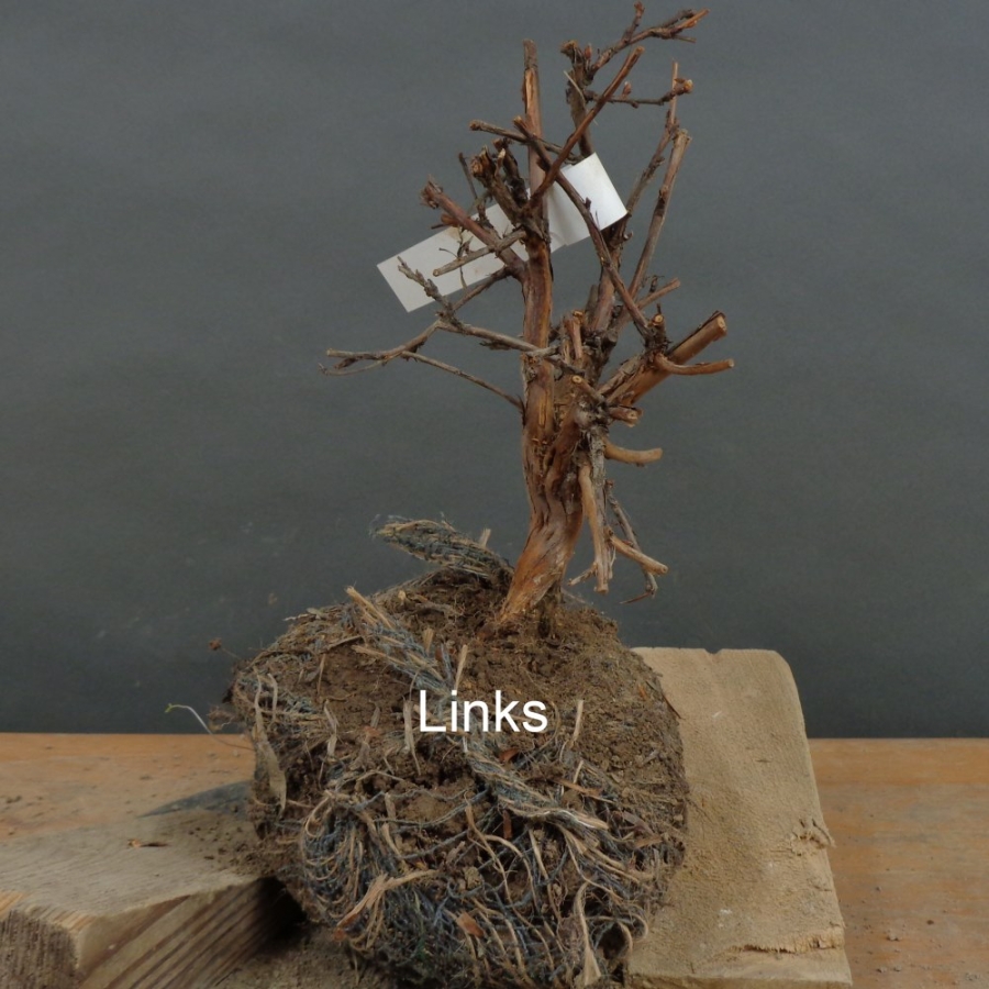 Potentilla, Fingerstrauch, Bonsai