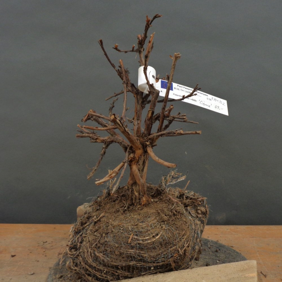 Potentilla, Fingerstrauch, Bonsai