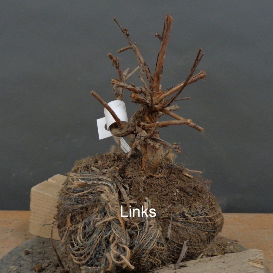 Potentilla, Fingerstrauch, Bonsai