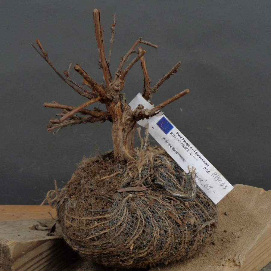 Potentilla, Fingerstrauch, Bonsai