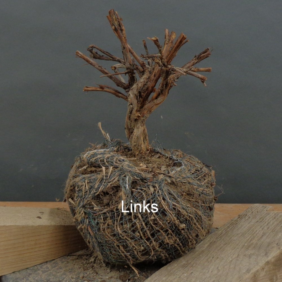 Potentilla, Fingerstrauch, Bonsai