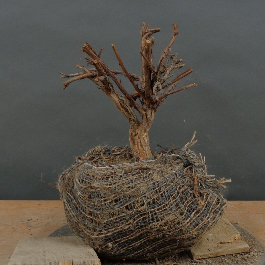 Potentilla, Fingerstrauch, Bonsai