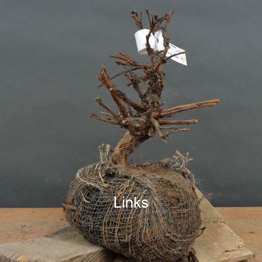 Potentilla, Fingerstrauch, Bonsai