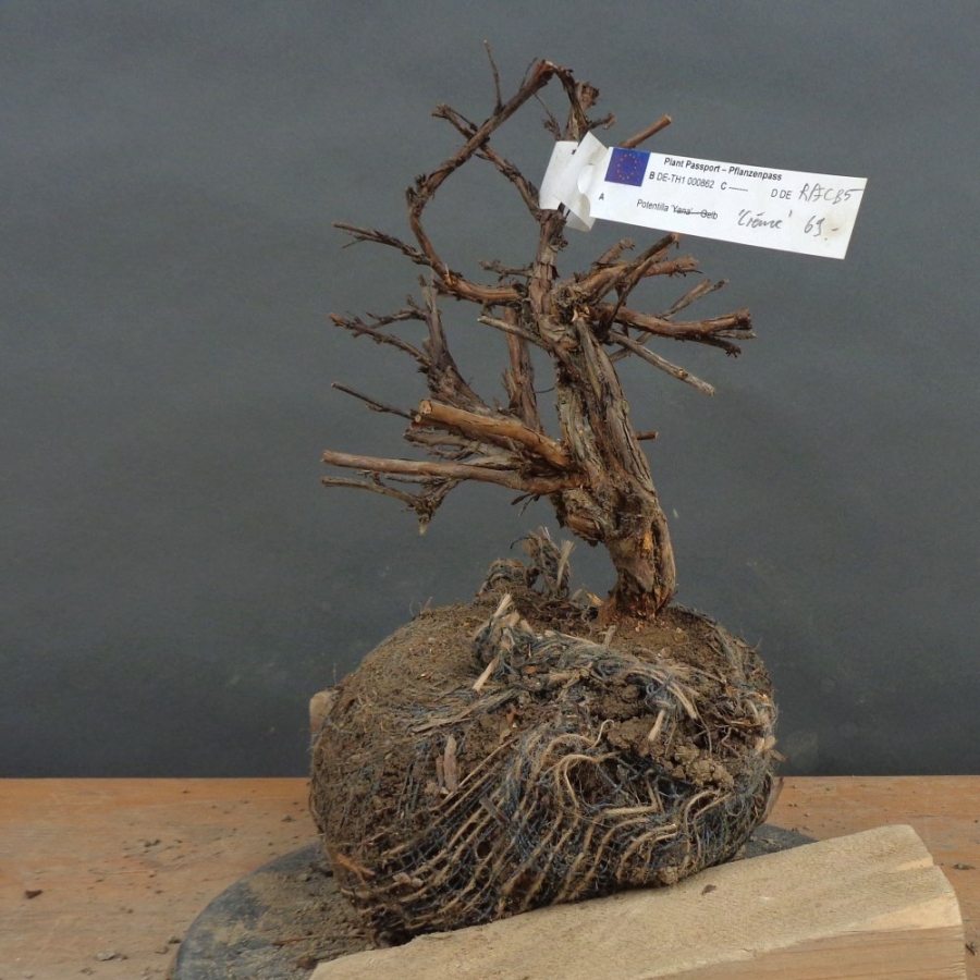 Potentilla, Fingerstrauch, Bonsai