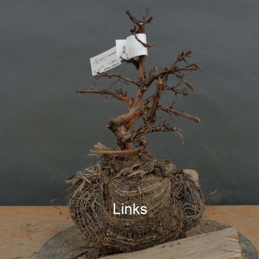 Potentilla, Fingerstrauch, Bonsai