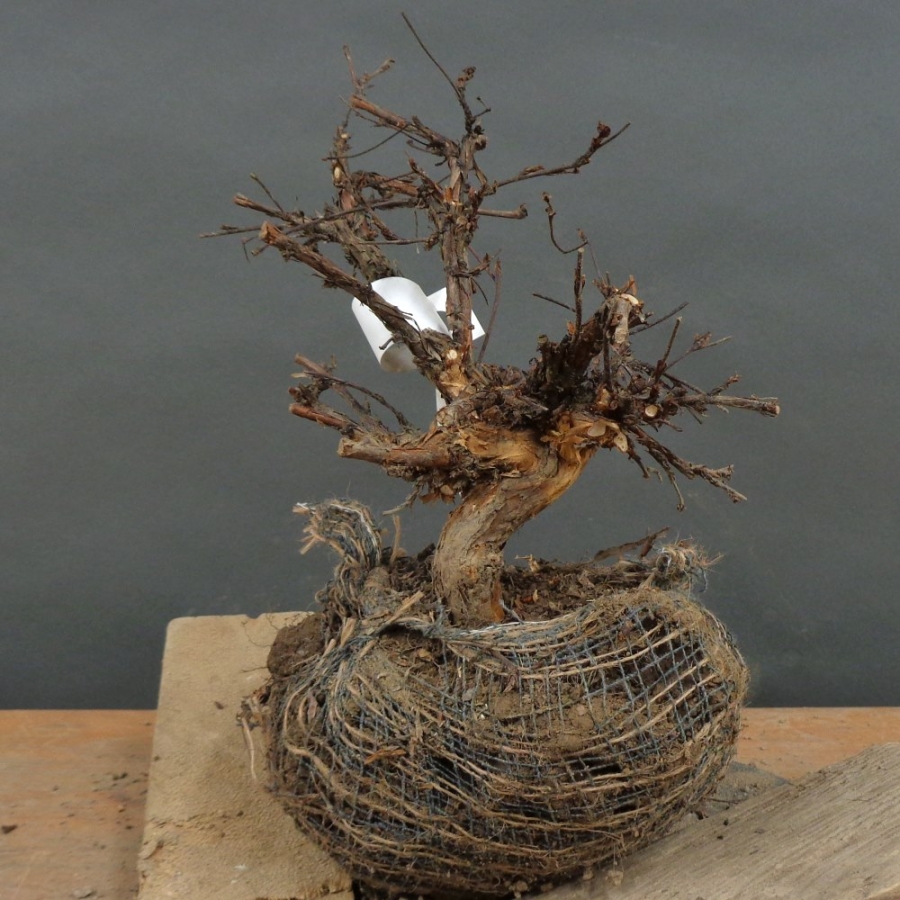 Potentilla, Fingerstrauch, Bonsai