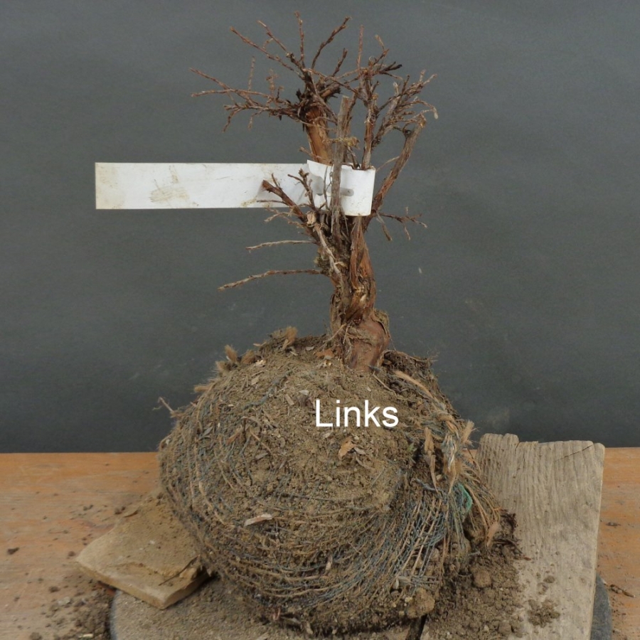 Potentilla, Fingerstrauch, Bonsai