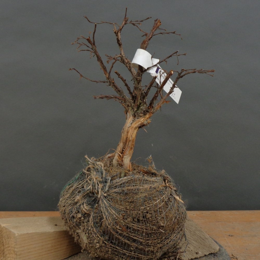 Potentilla, Fingerstrauch, Rohling