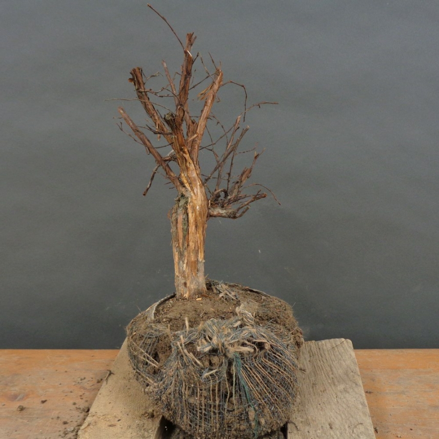 Potentilla, Fingerstrauch, Rohling