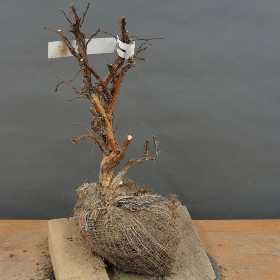 Potentilla, Fingerstrauch, Rohling