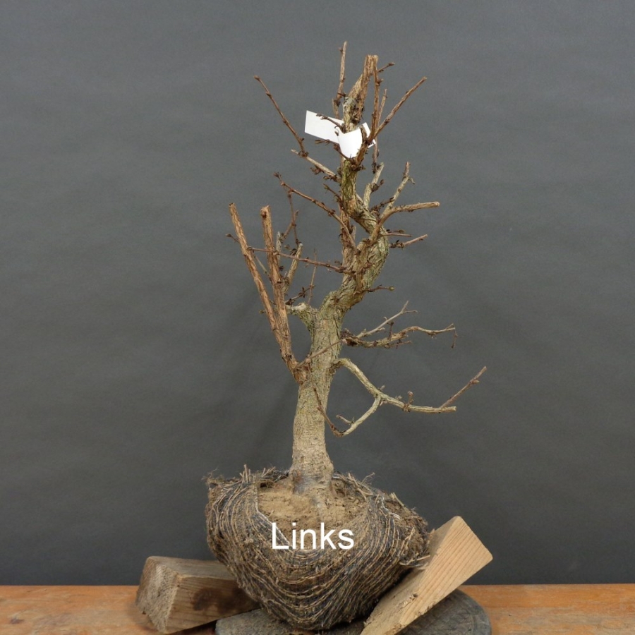 Corylus Hasel Bonsai