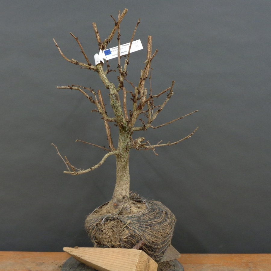 Corylus Hasel Bonsai